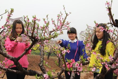 马鞍山市首届乡村旅游节暨2014当涂(大青山)桃花节开幕
