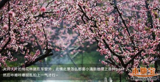 2014平谷桃花节赏花组图王者攻略(攻略)【11路线自驾图片