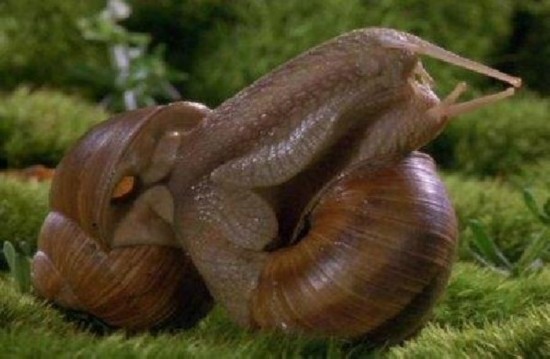 盘点动物界十大奇特交配:海马雄性当妈(组图)