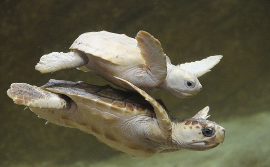 法白化小龟跟姐姐学游泳显聪慧