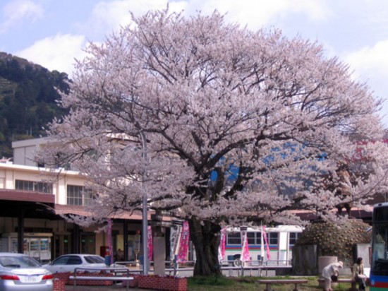 目前正是日本樱花盛开的季节,在这里给你介绍几处在日本神社能观赏