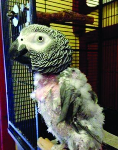 江苏一鹦鹉啄光全身羽毛 疑因不被游客待见而