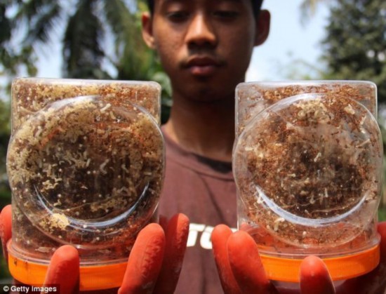 最诡异的健康食物:探访印尼蚂蚁卵养殖场