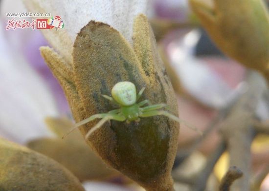 “人面蜘蛛” 人脸线条清晰
