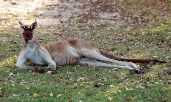 42个不得不看的冷知识:人体血管长可绕世界两周