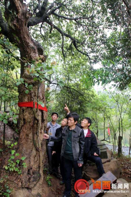 毛泽覃红军毛新明到连城县祭悼英烈岭鱼食嫡孙饵视频松毛图片
