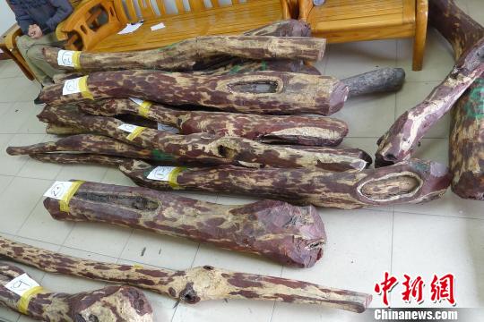 深圳海关查获涉嫌走私珍稀小叶紫檀660公斤