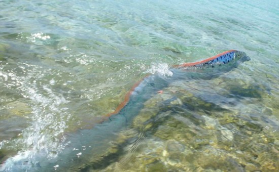 墨西哥海滩现近5米长皇带鱼死尸(组图)