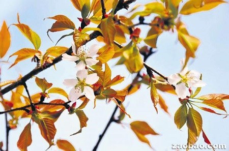 日本太空樱花树提早6年开花 母树种子从未发芽
