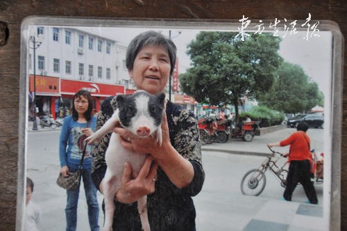 老太遛180斤宠物猪 阉割后猛涨膘