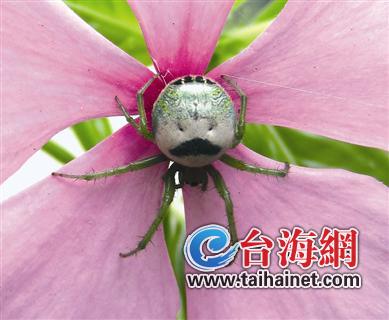 ����һ����������֩�� ���ƴ��庩̬����