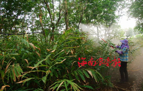 东昌农场500亩阳春砂仁普遍开花