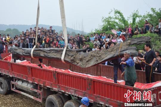 江西武宁县千年乌木重见天日:树龄在4000年以