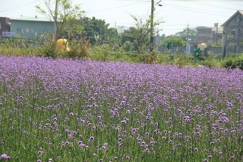 青林农场马鞭草 一起进入梦幻的紫色浪漫花海