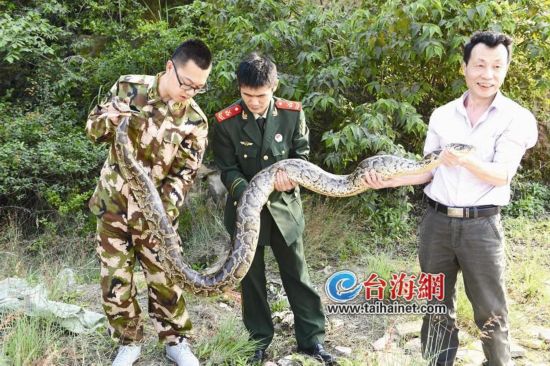 漳州:杨梅山来了一条50斤大蟒蛇 身长约3.2米