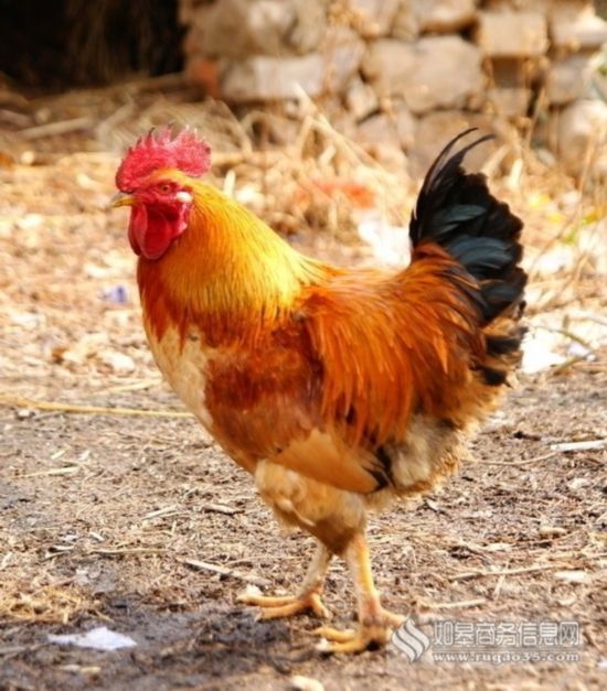 公鸡被宰前开口说话 网友:公鸡吐槽几句也正常