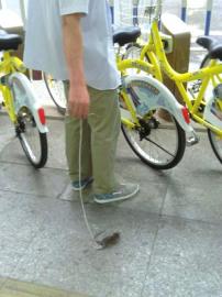 网曝大爷街上遛老鼠 另类宠物吸引眼球略惊悚