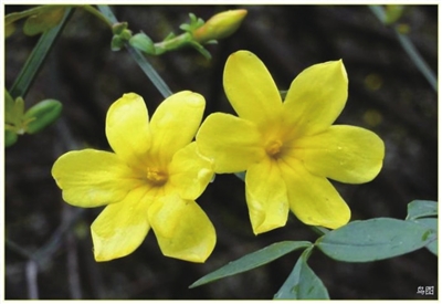 银川没有迎春花都是连翘