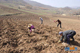 甘肃礼县今年示范种植优质大黄5000多亩