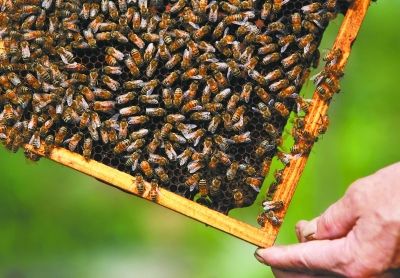 北京养蜂行业后继无人:宁做保安不当养蜂人