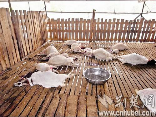 男子为泄愤宰杀舅哥53只羊 留血书 羊子是我杀