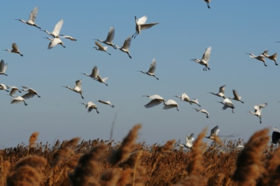 2014大丰麋鹿生态国际旅游季4月12日开幕