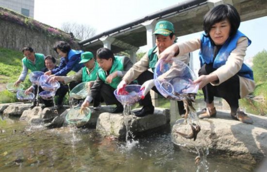 韩国举行 蚊子天敌--泥鳅 放生活动引热议(图)