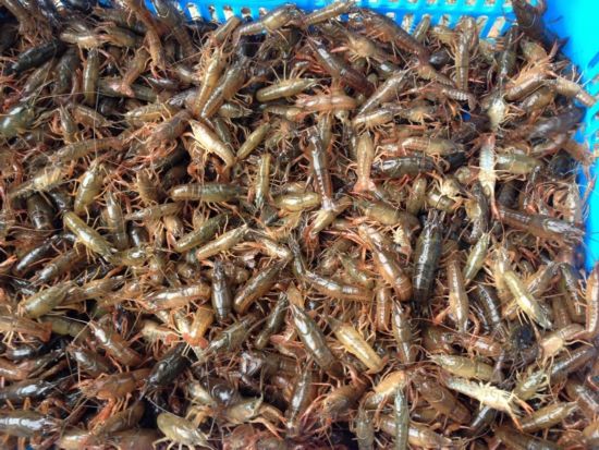 大学生村官办起龙虾养殖场舜山镇复兴村党支部