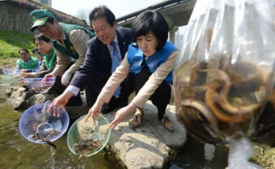 韩国举行 蚊子天敌--泥鳅 放生活动引热议(图)