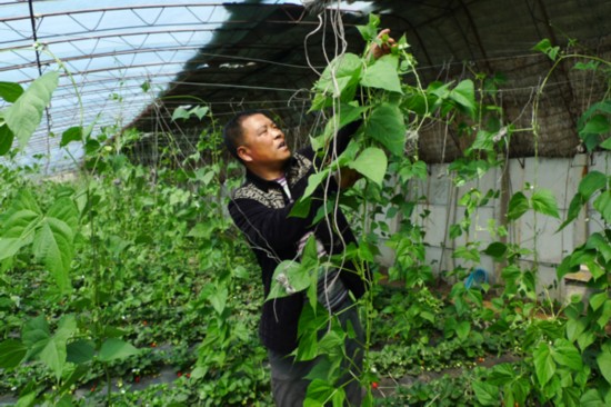 草莓大棚里套种架豆王提高经济收益