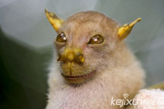 LIQjǲʪ