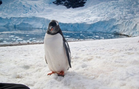 南极小企鹅热情扑向摄影师似表欢迎
