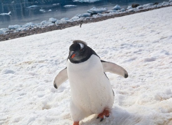 南极小企鹅热情扑向摄影师似表欢迎