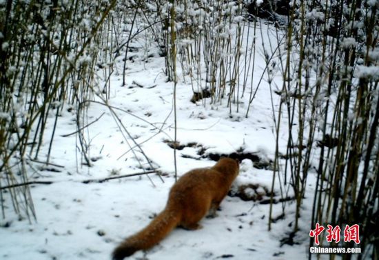 红外线自动感应相机捕捉九寨沟野生动物影像