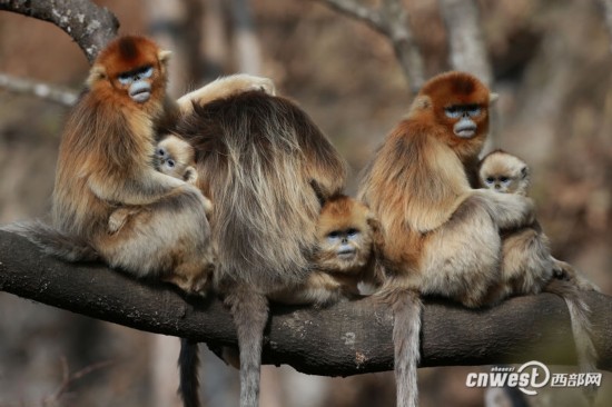 听养猴人讲述猴子的神奇趣闻(图)