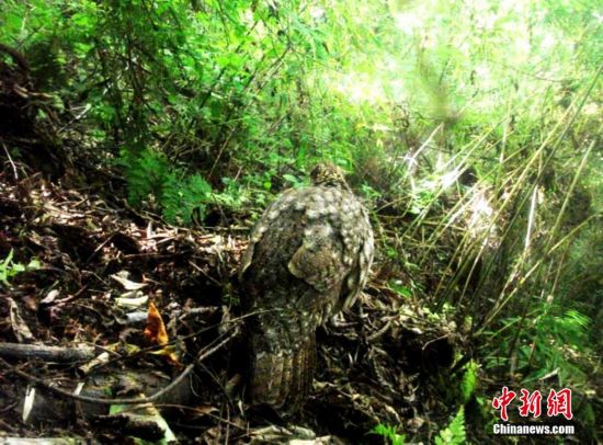 红外线自动感应相机捕捉九寨沟野生动物影像