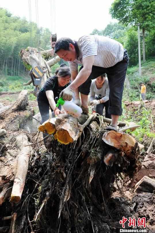 工人们在大树的下部喷洒生根液苏忠国摄