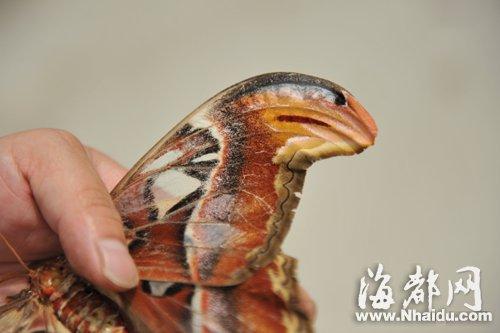 泉州现罕见蛇头蝶 蝶翼有明显蛇头状图案