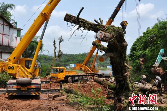 两台重型挖掘机参与移栽苏忠国摄