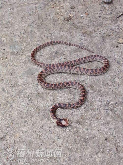 福州一幼儿园门前树上掉下毒蛇 小女孩拿树枝