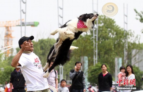 南京举办飞盘狗世界杯 矫捷宠物秀身姿