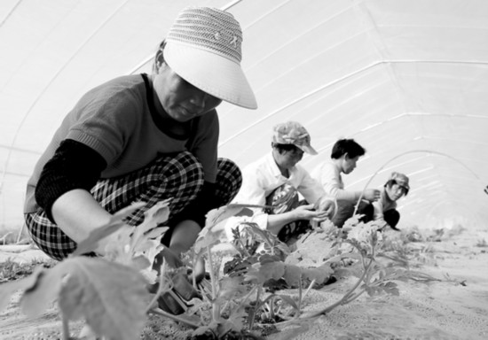 春耕生产一线见闻: 为了大地的丰收(组图)