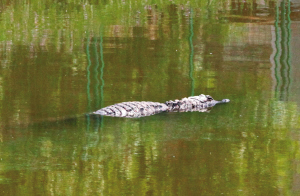 徐州一鱼塘里鳄鱼出没 经查系附近饭店所养