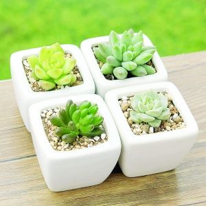 多肉植物成新宠 4cm云琥珀标价2388元