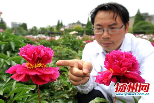 扬州芍药新品种再现失传千年名品金带围