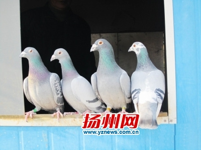 买家30万从欧洲竞拍信鸽 比赛失利面临宰杀(图