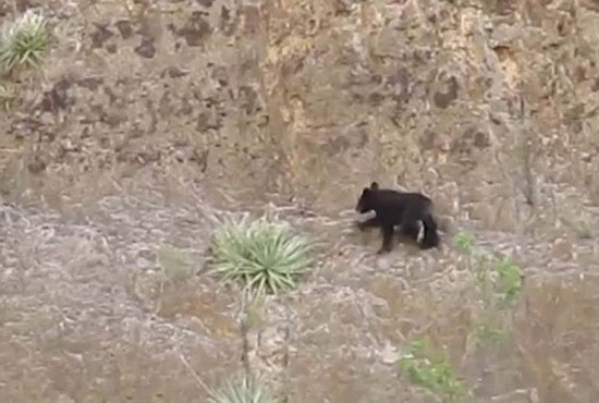 美国小熊为追赶妈妈勇攀峭壁 视频网上走红