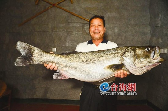 漳州渔民钓起野生大鲈鱼 重达26.8斤卖了2680