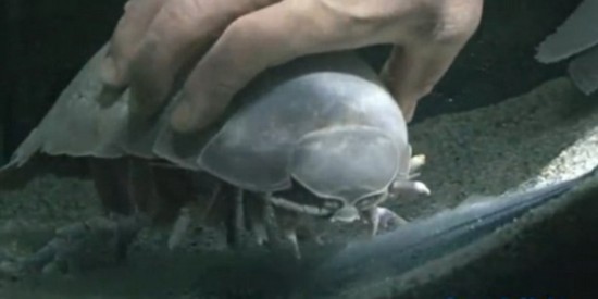 【日本水族馆大王具足虫绝食5年零43天后死亡】 - 飛多亞文化传播 - 飛多亞廣告設計-侠道-铂迪-雅可布森国际 日本水族馆大王具足虫绝食5年零43天后死亡(图)