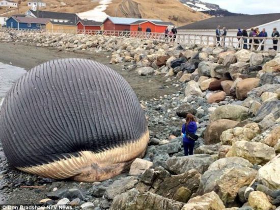 60吨蓝鲸搁浅 头部膨胀随时爆炸(图)